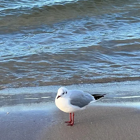 Morski Widok Miedzyzdroje